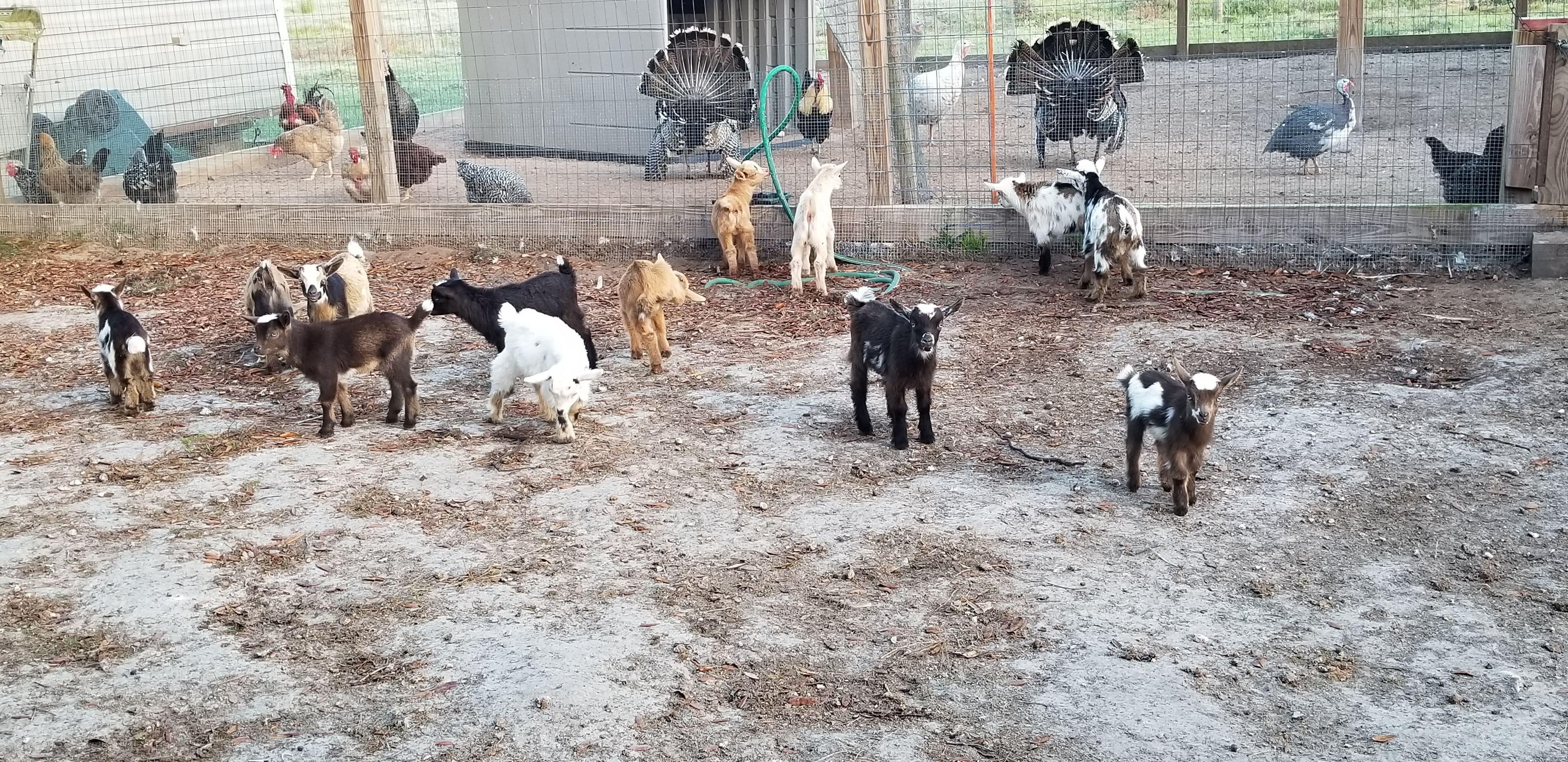Nigerian Dwarf kids for sale.  Some polled.  Some ADGA registered.  ALL adorable!